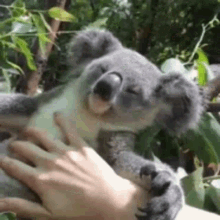 Koala Love GIF - Koala Love Care GIFs