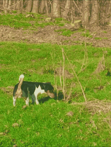 a black and white dog standing in a grassy field with trees in the background