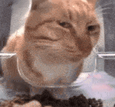 Cat Cat Stare GIF - Cat Cat Stare Side Eye GIFs