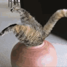 Cat Hide GIF - Cat Hide Jar GIFs