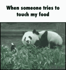Panda When Someone Tries To Touch My Food GIF - Panda When Someone Tries To Touch My Food Reversal GIFs
