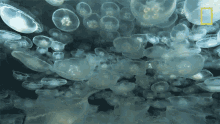 Jellyfish Alaskas Deadliest GIF