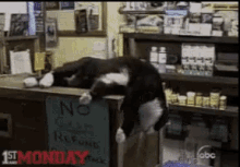 Funny Animals Cats GIF - Funny Animals Cats Dead GIFs