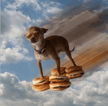 a small dog is standing on top of a stack of hamburgers in the sky