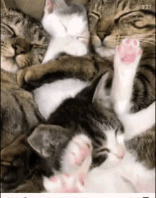 Cat Pile GIF - Cat Pile Cute GIFs