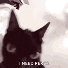 a black cat is looking at the camera with the words `` i need percs '' written on the bottom .