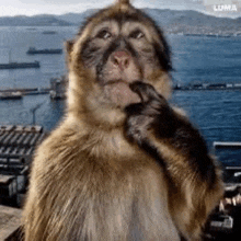 a monkey is sitting on a ledge overlooking the ocean and looking at the camera .