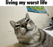 Living My Worst Life Cat GIF - Living My Worst Life Cat GIFs