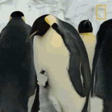Feeding National Geographic GIF - Feeding National Geographic A Young Penguins First Plunge GIFs
