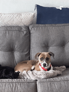 a brown and white dog laying on a couch