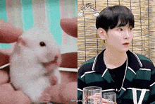 a picture of a hamster next to a picture of a man with the letter v on his sweater