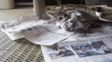 Cat Plays With Newspaper GIF