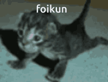 Foikun GIF - Foikun GIFs