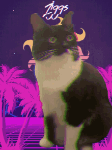 Ziggs Cat GIF - Ziggs Cat Cutie GIFs
