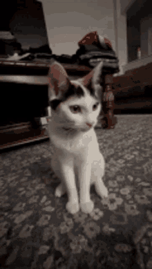 Zara Cat GIF - Zara Cat Napu GIFs