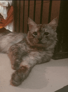 a cat laying on a table with its paws crossed