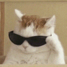 a cat wearing sunglasses is sitting on a shelf and looking at the camera .