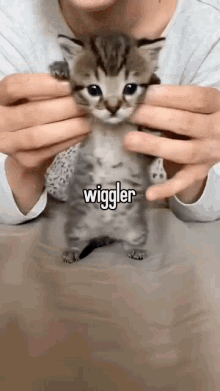 Wiggler Kitten GIF - Wiggler Kitten Jiggle GIFs