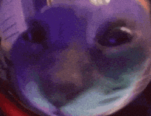 a close up of a cat 's face in a glass bowl