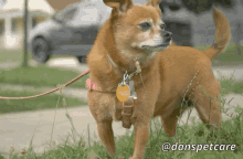 Danspetcare Dog GIF - Danspetcare Dog Dogs GIFs