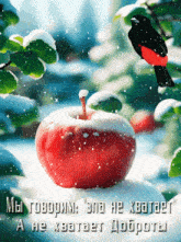цитата яблоко в снегу GIF - цитата яблоко в снегу птица GIFs
