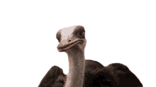 ostrich happy smile glad pleased