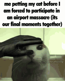realstiffy memes meme funny cat