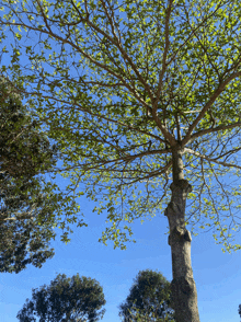 looking up at a tree with a blue sky behind it