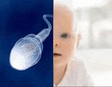 there is a picture of a baby and a picture of a sperm .