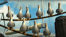 a group of seagulls standing on a rope