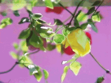 薔薇の鎖 西城秀樹 GIF - 薔薇の鎖 西城秀樹 Hideki Saijo GIFs