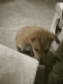 Dog Confused GIF - Dog Confused GIFs