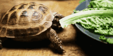 乌龟 吃 青菜 可爱 GIF