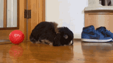 a dog laying on the floor next to a pair of shoes