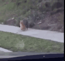 a dog is walking down a sidewalk next to a grassy hillside