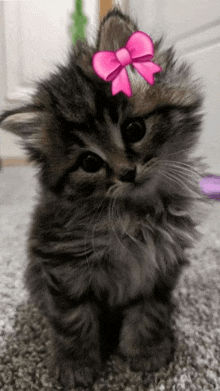 a small fluffy kitten with a pink bow on its head