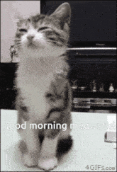 Good Morning Cat GIF - Good Morning Cat Meowstie GIFs