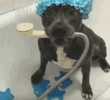 Baie GIF - Dog Bath Pitbul Taking A Shower GIFs