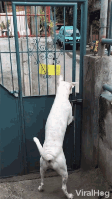 Clever Dogs Impressive GIF - Clever Dogs Impressive Amazing GIFs