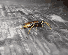Insect Attack GIF
