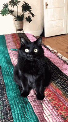 eyes hypnotized cat black