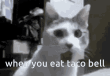 Omg Shocked Cat GIF - Omg Shocked Cat Taco Bell GIFs