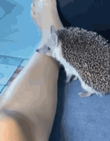 Hedgehog Chomp GIF