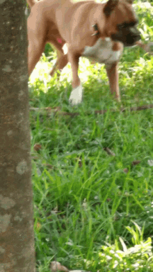 a brown boxer dog standing in the grass with a tree in the background