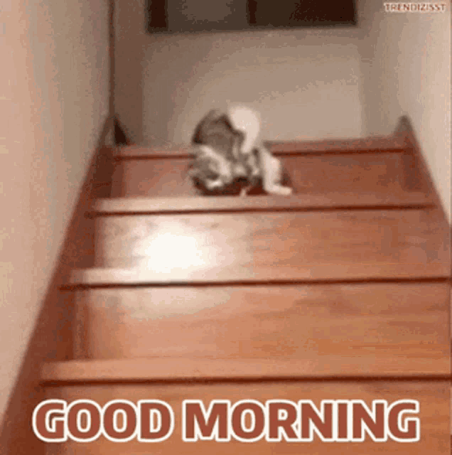 good-morning-cat.gif