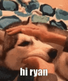 Ryan Huskie GIF - Ryan Huskie Pets GIFs
