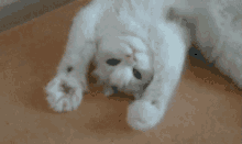 GIF