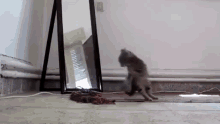 Who Is Dat Kitteh In The Reflection? GIF - Cat Kitty Reflection GIFs