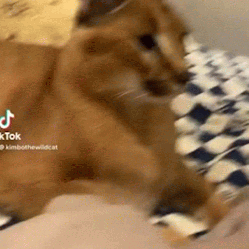 kimbo the wild cat (floppa) : r/aww