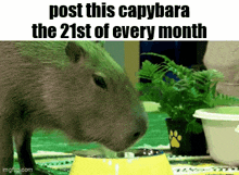a capybara drinking water from a yellow bowl on a table .